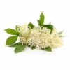 Elderflower Flavour