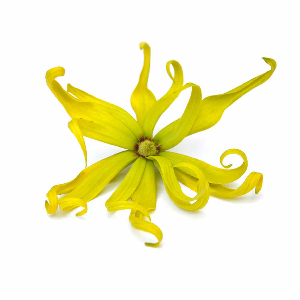 Ylang Ylang Flavour Hedessent