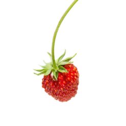 Hedessent Wild Strawberry Flavour